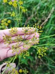 Pastinaca sativa
