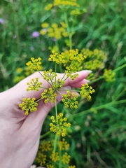 Pastinaca sativa