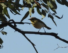 Ptilotula keartlandi