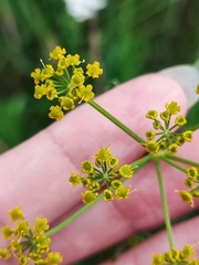 Pastinaca sativa