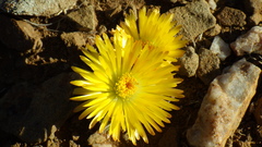 Lithops