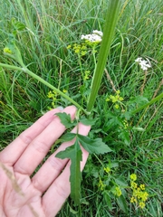 Pastinaca sativa
