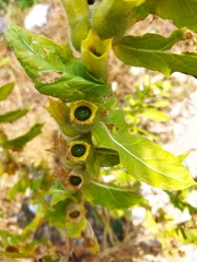 Hyoscyamus
