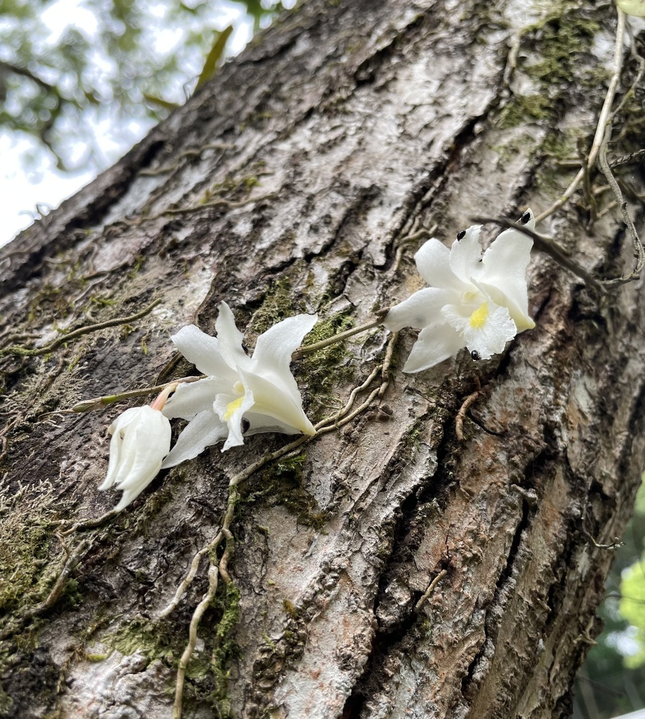Dendrobium crumenatum Sw. 2