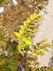 Hyoscyamus