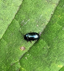 Phratora laticollis