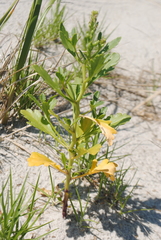 Cakile edentula edentula