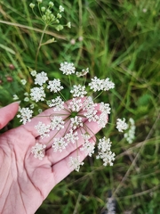 Pimpinella saxifraga