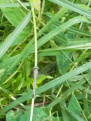 Anisoptera