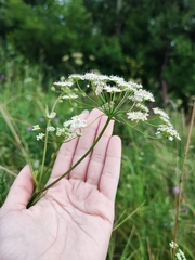 Pimpinella saxifraga