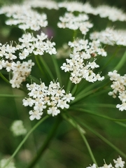 Pimpinella saxifraga