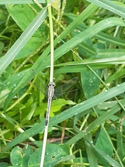 Anisoptera