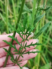 Pimpinella saxifraga