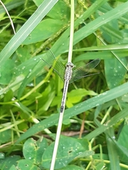 Anisoptera