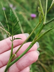 Pimpinella saxifraga