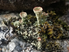 Cladonia diversa