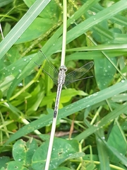 Anisoptera