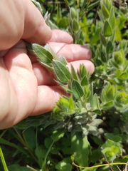 Xiphotheca lanceolata