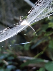 Macracantha arcuata