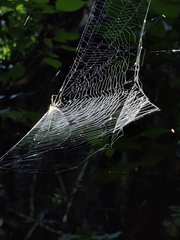 Macracantha arcuata