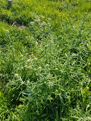 Pseudognaphalium undulatum