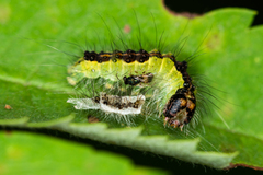 Acronicta strigosa