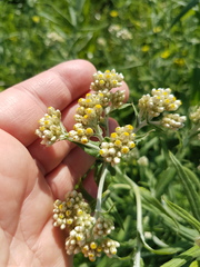 Pseudognaphalium undulatum