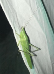 Neoconocephalus exiliscanorus