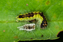 Acronicta strigosa