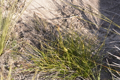 Gahnia australis
