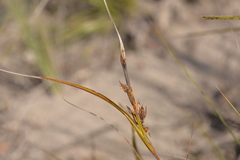 Gahnia australis