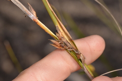 Gahnia australis