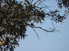 Ptilotula keartlandi