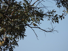 Ptilotula keartlandi
