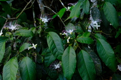 Capparidastrum discolor