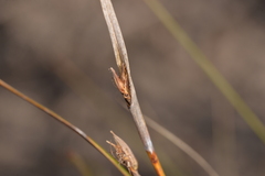 Gahnia australis