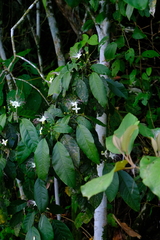 Capparidastrum discolor