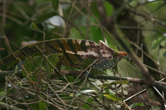 Calumma oshaughnessyi