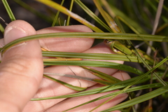 Gahnia australis