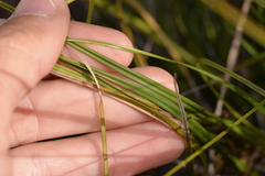 Gahnia australis