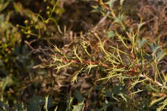 Hakea auriculata