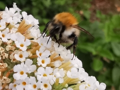 Buddleja albiflora