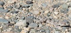 Tenuidactylus elongatus