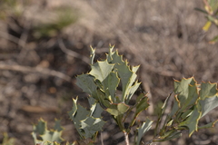 Hakea auriculata