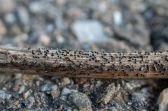 Leptosphaeria acuta