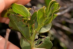 Acacia obovata