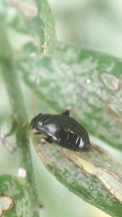 Halticus apterus