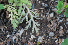Peronospora arborescens