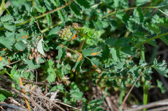 Phragmidium sanguisorbae