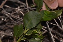 Acacia obovata